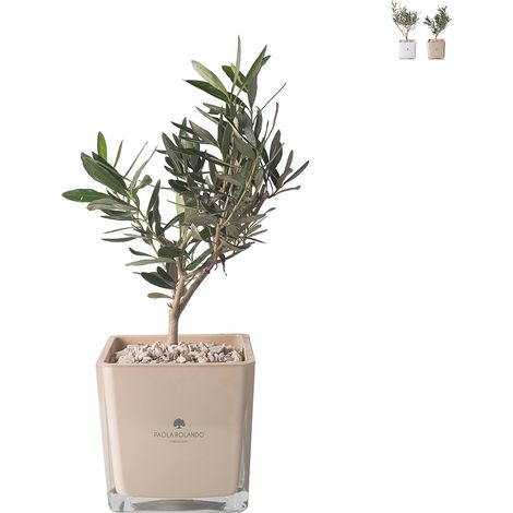 Pianta olivo in vaso di vetro bomboniera a cubo Paola Rolando Sogno - Beige