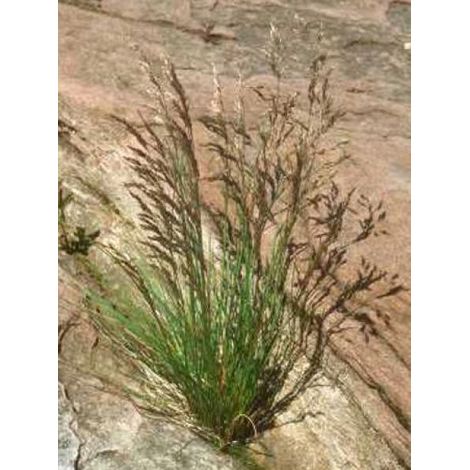 Canche cespiteuse Godet de 8/9 cm (1/4)