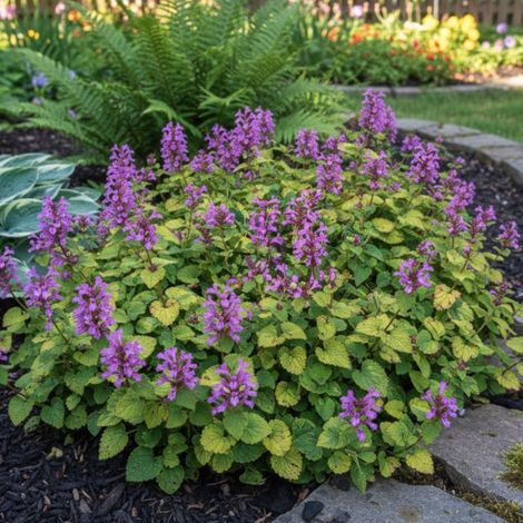 Epiaire grandiflora, Stachys/Lot de 9 godets