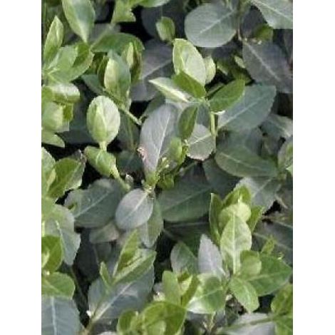 Fusain persistant 'Radicans' Pot de 1L/1,5L