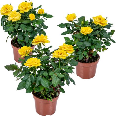 Bloomique - Lot de 3 - Rosier Nain Jaune - Plantes d’intérieur & extérieur - Terrasse & Jardin - Rustique - 20-30 cm de Haut - Pot 12 cm