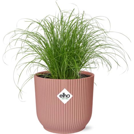Cyperus alternifolius Zumula plante parapluie d’intérieur pot 14 cm - PANGIVO (1/5)