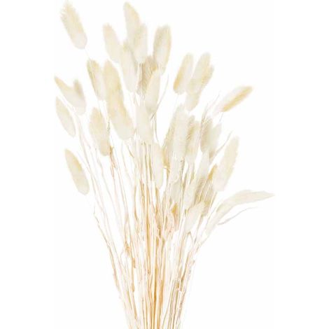 Dried Bunny Tail Bunch of 40 Artificial Plant - H60 cm - Natural