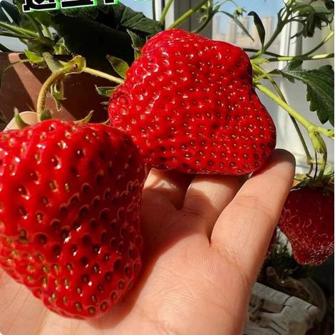 400 grosses graines de fraises rouges, graines de fruits, sucrées, adaptées aux plantes en pot et aux vergers (1/5)