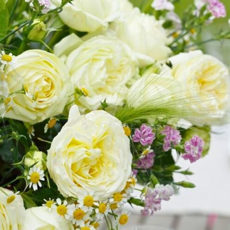 Gardenaria Rosa 'Wedding Piano' - Rosa da giardino - Altezza: 40/50 cm (vaso20)