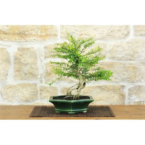 Bonsai di Phyllanthus (13)