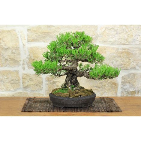 Bonsai di Pino Nero Thunbergii (91) (1/5)