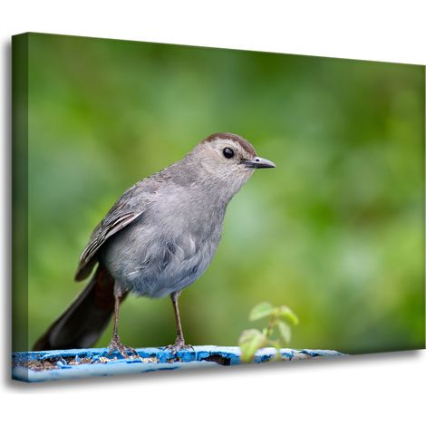Lienzo impreso con animales: Pájaro sentado, 70x50