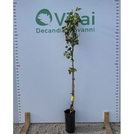 PIANTA DI PISTACCHIO VARIETA SIRORA IN VASO PORTAINNESTO UCB1 (femmina)