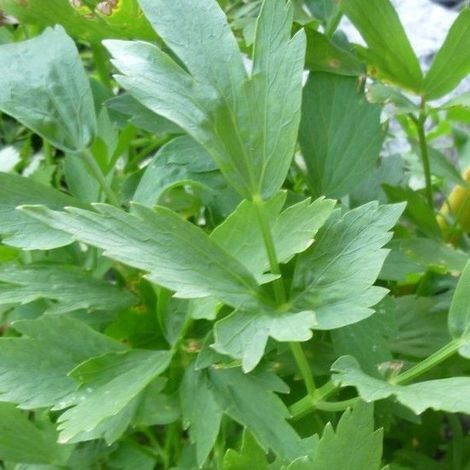 6x Maggieplant / Lavas - Levisticum officinale - Pot 9x9cm (1/2)