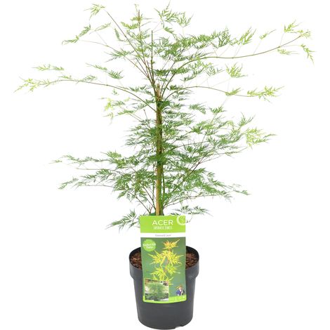 Bloomique - Acer Palmatum Emerald Lace - Érable du Japon - Feuillage vert - Plantes de jardin - Résistant au gel - 50-70 cm de haut - Pot 19 cm (1/5)