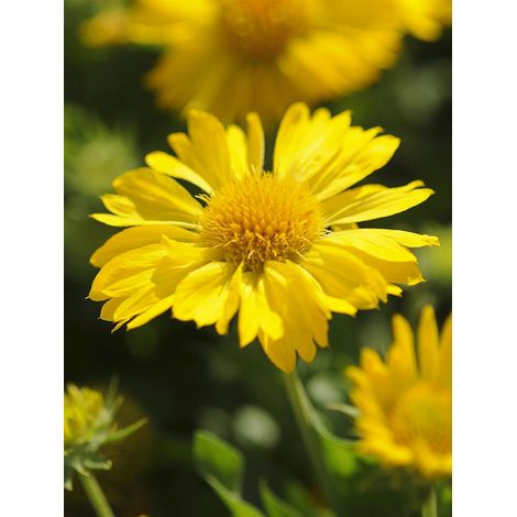 Gaillarde 'Mesa Yellow™' Pot de 2L/3L (1/2)