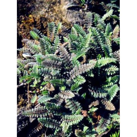Cotule potentile Godet de 8/9 cm (1/3)