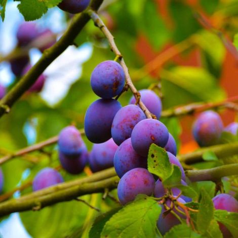 Prunier 'Stanley' (Prunus domestica 'Stanley') (1/3)