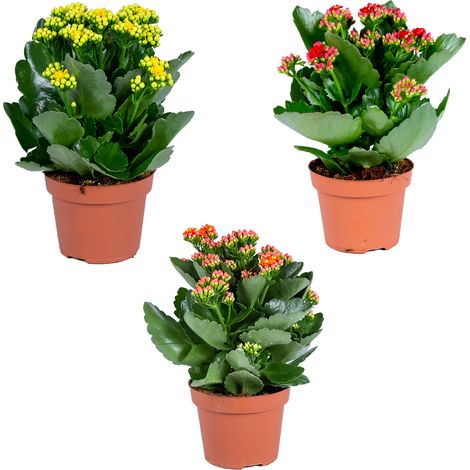 Bloomique - Lot de 3 - Kalanchoé - Mélange de couleurs - Plante d'extérieur et d'intérieur - Hauteur 15-25 cm - Pot 12 cm