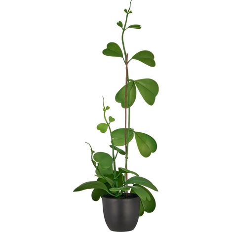 GASPER Herzblatt-Hoya Grün im schwarzen Topf Ø 9,5 cm Höhe 56 cm - Kunstpflanzen (1/2)