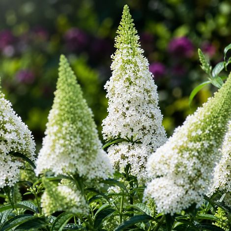 Gardenaria Buddleja davidii 'Nanho White'' - Arbusto ornamentale da giardino - Altezza: 40/60 cm (vaso19) (1/2)