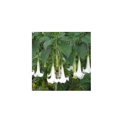 Vivaio Garden Forest – Plante Brugmansia arborea – Fleurs blanches en clochettes – Feuillage persistant – Pour grands pots et sols salins
