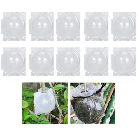 10 boules d'enracinement pour plantes - Boîte de greffe de jardin - Boîte d'enracinement pour semis - Boules de semis - 12 cm, Transparent (1/5)