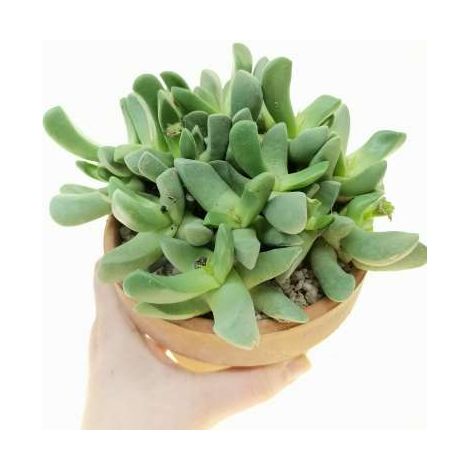 Glottiphyllum Vaso 8 – Succulenta Compatta da Collezione (1/5)