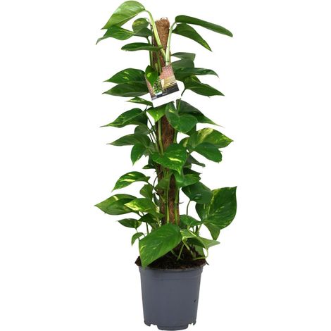 Scindapsus Epipremnum - Plante d'Intérieur Verte - Entretien Facile - Pot Ø19 cm - Hauteur 80 cm - PANGIVO (1/4)