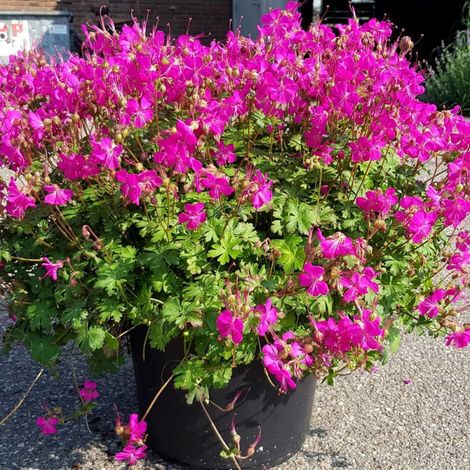 Géranium vivace Intense® – Fleurs roses vives – Feuillage découpé vert frais – Couvre-sol coloré et durable – Rusticité élevée – Clematite.Net