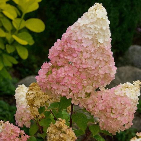 Hortensia paniculé 'Sundae Fraise' ® (Hydrangea paniculata  'Sundae Fraise' ®)