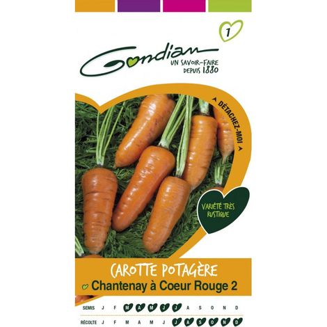 Gondian - Carotte Potagère Chantenay a Cœur Rouge 2
