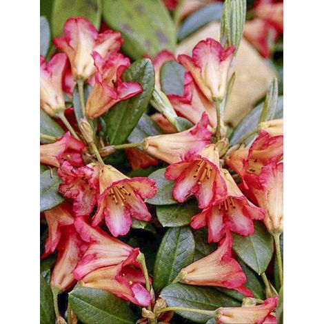 Rhododendron 'Scyphocalyx' Pot de 6L/7L (1/3)