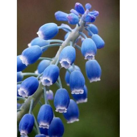 Muscari armeniacum Bulbe calibre 6+ (par 100) (1/3)