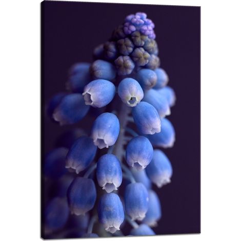 Leinwanddruck Botanik Blume Hyazinthe 40x60 cm