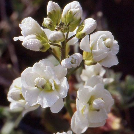 4 x Arabette du Caucase - Arabis caucasica 'Plena' - godet 9x9 (1/5)
