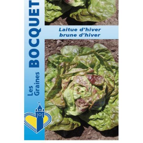 Laitue 'Brune d'Hiver' le sachet de 2500 graines (3g) (1/2)