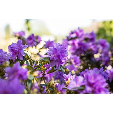 Rhododendron russatum 'Azurwolke' Rhododendron russatum 'Azurwolke' C 2 20- 25