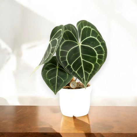Gardenaria Anthurium clarinervium - Pianta da interno ornamentale - Altezza: 30 cm (vaso 12) (1/5)