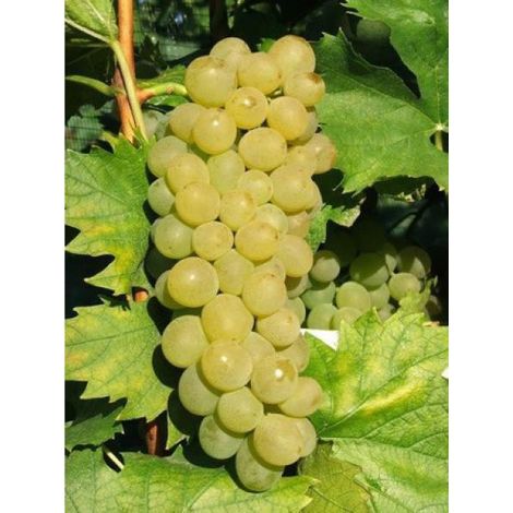 Vigne Ampelia® 'amandin' Pot de 2L/3L
