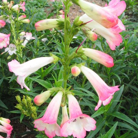 4 x Galane  - Penstemon 'Apple Blossom'  - godet 9x9 cm (1/5)