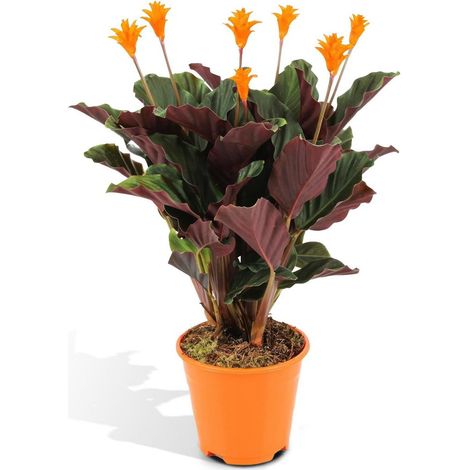 Calathea Crocata Plante d’Intérieur Décorative Feuillage Tropical Pot 14 cm Hauteur 40 cm - PANGIVO (1/5)