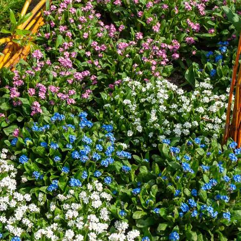 Vilmorin – Myosotis des Alpes varié – Fleurs bleues – Période de floraison : printemps – Exposition : soleil à mi-ombre – Bulbes de fleurs rustiques