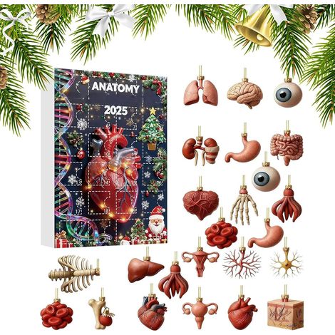Calendrier de l'Avent décoratif 2D en acrylique avec cœur , motif anatomie , idéal pour les étudiant