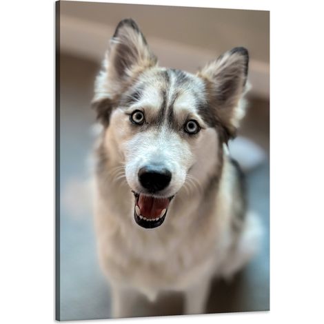 Stampa su tela Animali Ritratto di cane 60x90 cm Cane