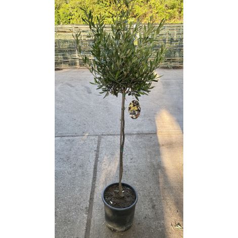 Ulivo Olivo "Olea europea" pianta ad alberello in vaso ø22 cm h. 70/80 cm FOTO REALI
