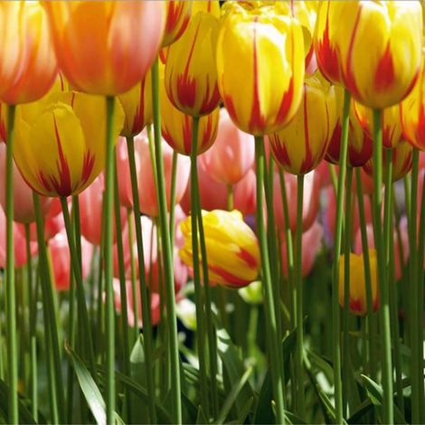 Papier peint - Grande tulipe - 360x254 cm (1/2)