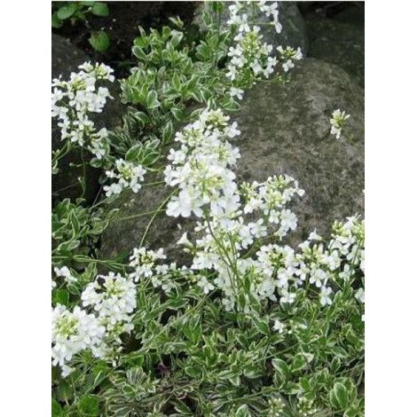 Arabis ferdinandi-coburgii 'Variegata' Godet de 8/9 cm (1/3)