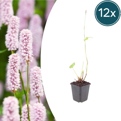 Lot de 12 Persicaria bistorta - Renouée bistorte Vivace Rose pour Massifs Humides - Pot Ø9cm - PANGIVO (1/5)