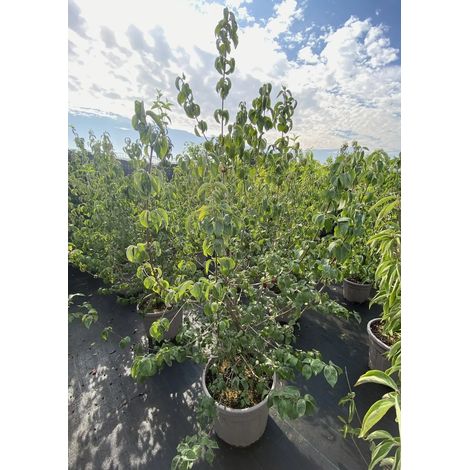 Gardenaria Corniolo - Cornus 'Mas' - Arbusto ornamentale da giardino - Altezza: 40/60 cm (vaso19) (1/4)