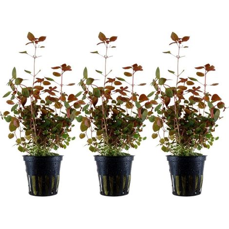 Aquarium Pflanze 3 Stück Ludwigia palustris Nr.335B Set