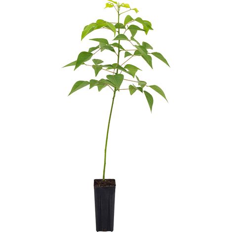 Erythrina crista-galli - cresta di gallo - vaso quadro 9x9x20 cm (1/2)