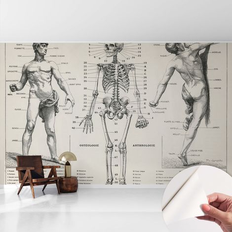 Tapete Selbstklebend - abwaschbar - trendige Wanddeko - elegant Fototapete Klassische Anatomie 416x254 cm (1/5)