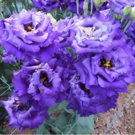 Graines De Lisianthus - Fleurs Bleues À Pétales Ondulés - Pour Jardin Balcon Et Pots - 2500 Graines (1/5)